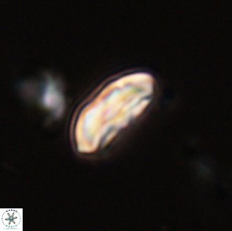 Scoteinimorfi aquilus 58839