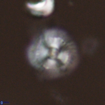 Scoteinimorfi aquilus 58840