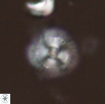 Scoteinimorfi aquilus 58840