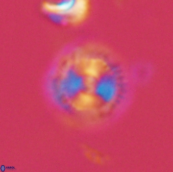 Scoteinimorfi aquilus 58841