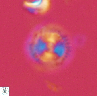 Scoteinimorfi aquilus 58841