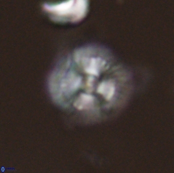 Scoteinimorfi aquilus 58842
