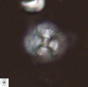 Scoteinimorfi aquilus 58842