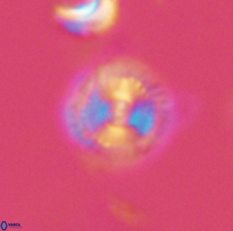 Scoteinimorfi aquilus 58843