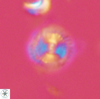 Scoteinimorfi aquilus 58843