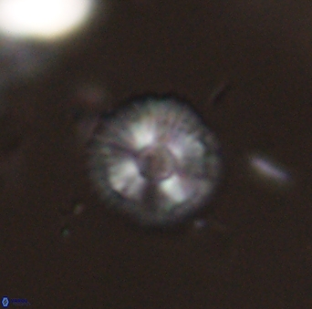 Scoteinimorfi aquilus 58992