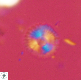Scoteinimorfi aquilus 58994