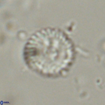 Scoteinimorfi aquilus 58996