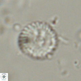Scoteinimorfi aquilus 58996