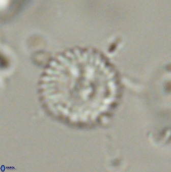 Scoteinimorfi aquilus 58998