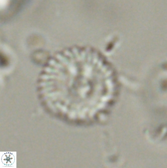 Scoteinimorfi aquilus 58998