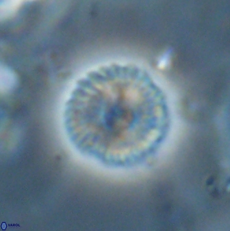 Scoteinimorfi aquilus 58999