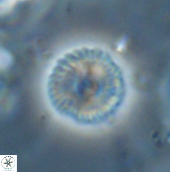 Scoteinimorfi aquilus 58999