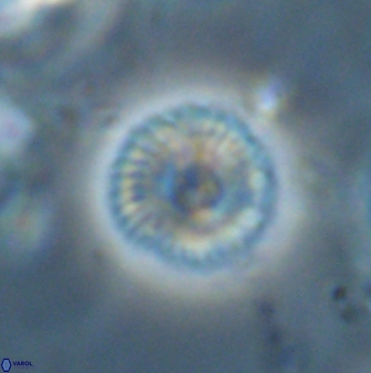 Scoteinimorfi aquilus 59000