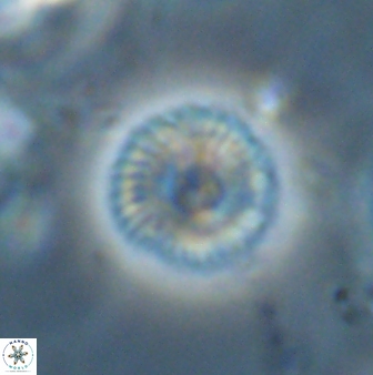 Scoteinimorfi aquilus 59000