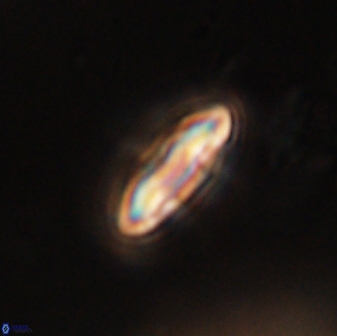 Scoteinimorfi aquilus 59005