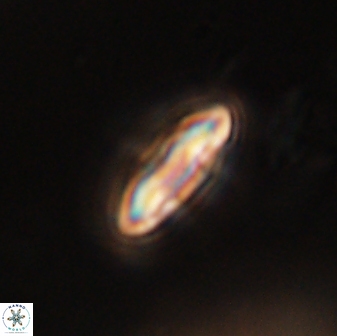 Scoteinimorfi aquilus 59005