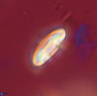 Scoteinimorfi aquilus 59006