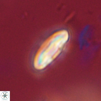 Scoteinimorfi aquilus 59006