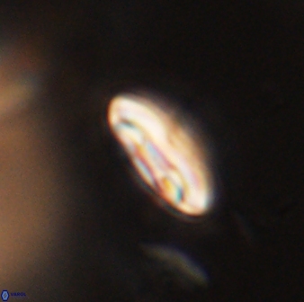 Scoteinimorfi aquilus 59008