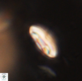 Scoteinimorfi aquilus 59008