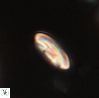Scoteinimorfi aquilus 59009