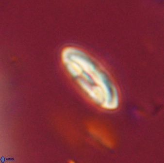 Scoteinimorfi aquilus 59010
