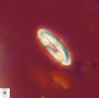 Scoteinimorfi aquilus 59010