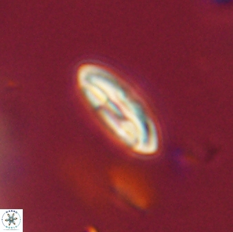 Scoteinimorfi aquilus 59011