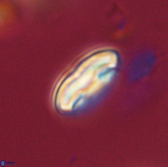 Scoteinimorfi aquilus 59012