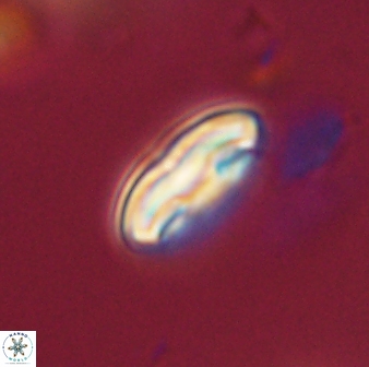 Scoteinimorfi aquilus 59012