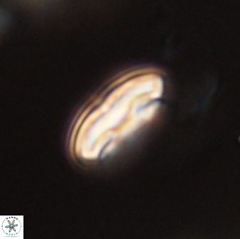 Scoteinimorfi aquilus 59013