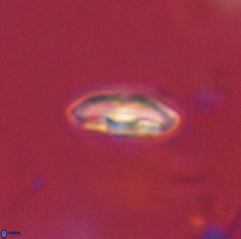 Scoteinimorfi aquilus 59016
