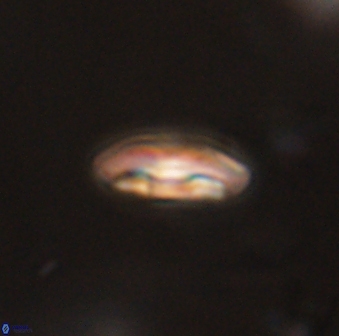 Scoteinimorfi aquilus 59017