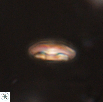 Scoteinimorfi aquilus 59017