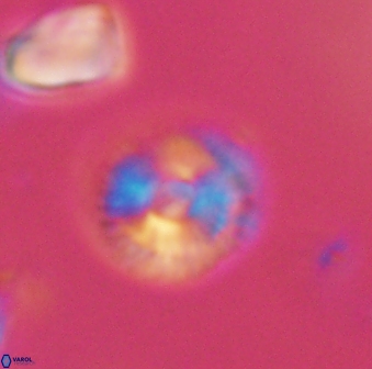 Scoteinimorfi aquilus 59020