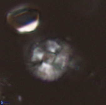 Scoteinimorfi aquilus 59021