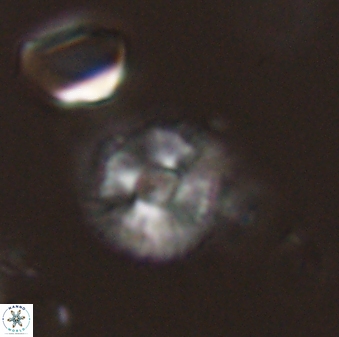 Scoteinimorfi aquilus 59021