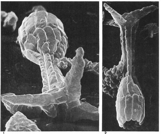 Scampanella magnifica 16858