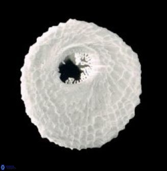 Scyphosphaera globulata 1466 6