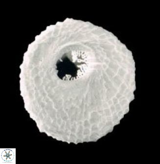 Scyphosphaera globulata 1466 6