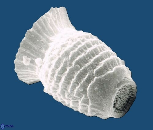 Scyphosphaera pulcherrima 1466 13b
