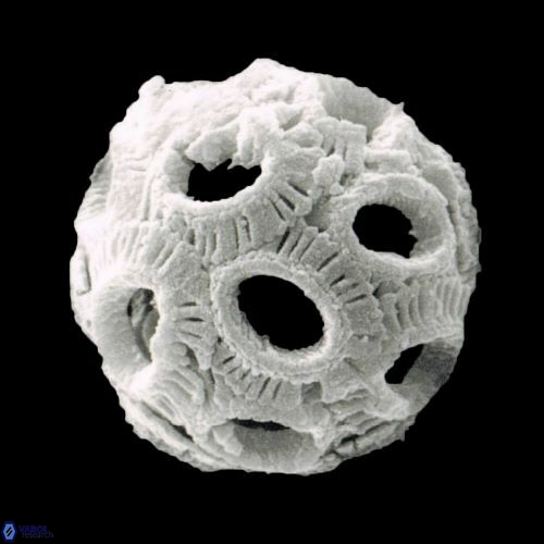 Salisia ovata 1466 14