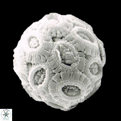 Salisia ovata 1466 15