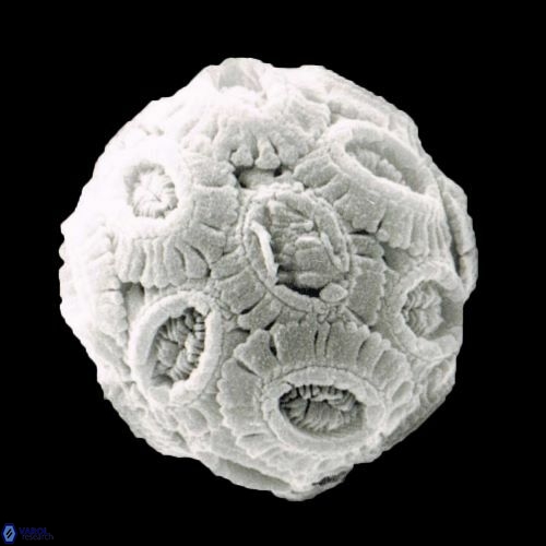 Salisia ovata 1466 15