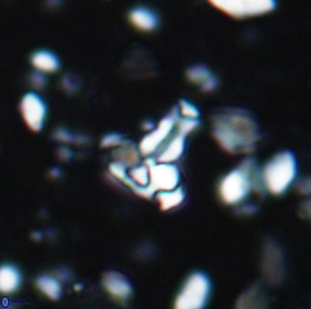 Sarmania partitum 7629