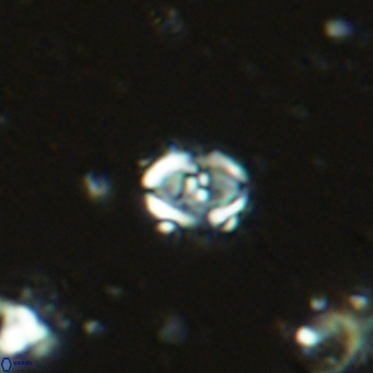 Sarmania partitum VR 15184