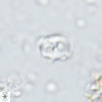 Sarmania partitum VR 15186