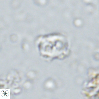 Sarmania partitum VR 15187