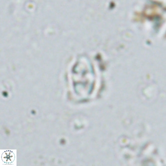 Sarmania partitum VR 15189